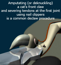 Amputating a cat's front claw using nail clippers