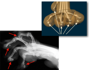 pebble-in-the-shoe effect in a declawed cat