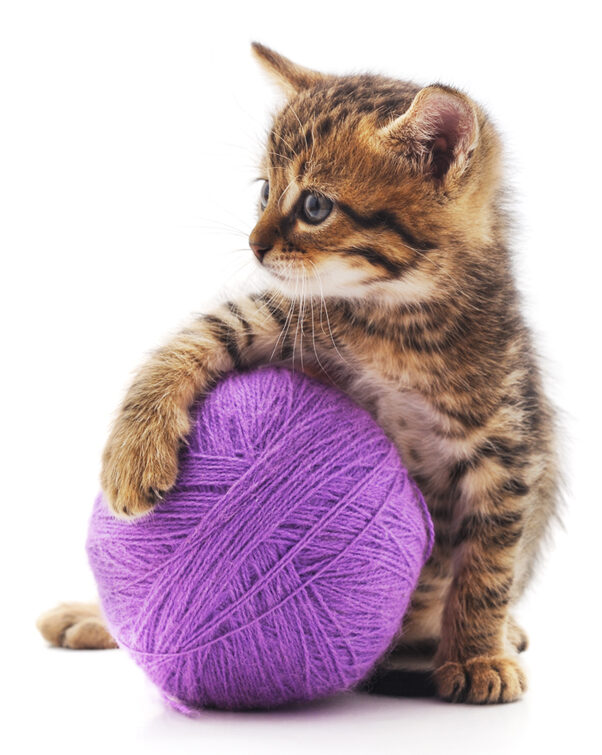 Alternatives to declawing -- Your other animals